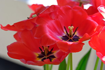 Beautiful Red Tulips, Darwin Hybrid Red Tulips in a flowerbed