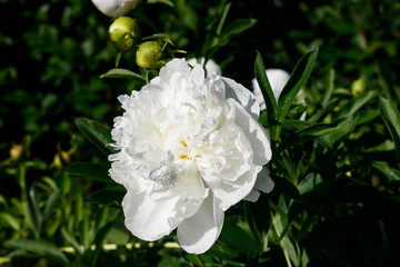 White peony flower with raindrops blooming in the garden.