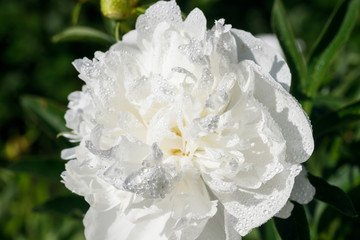 White peony flower with raindrops blooming in the garden.