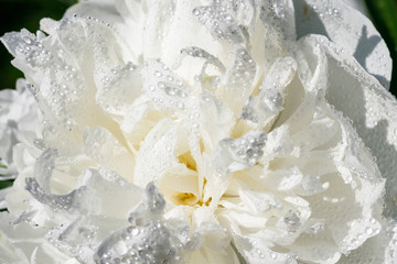 White peony flower with raindrops blooming in the garden.