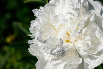 White peony flower with raindrops blooming in the garden.