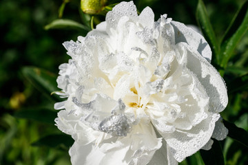 White peony flower with raindrops blooming in the garden.
