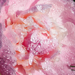 Pink peony flower with raindrops blooming in the garden.