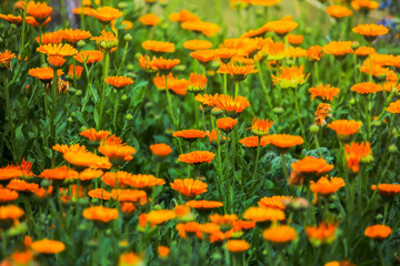 bright flowers of medicinal marigold in the meadow in the sunlight