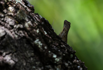 A Brown Bark Gecko