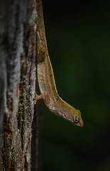 A Florida Bark Gecko