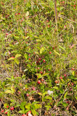 wild strawberry on a bush
