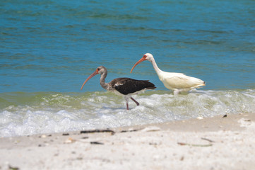 White Ibis and Juvenile on a Florida Beach