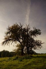 drzewo ,drzewo na łące ,łąka © Marcin Łazarczyk