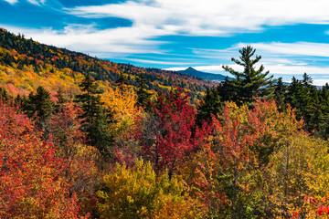 Fototapeta premium Hillside of Color