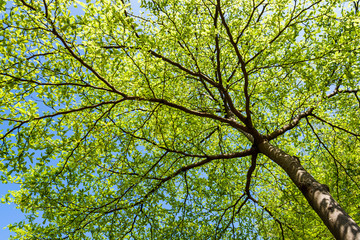 Lush green trees with blue sky as background