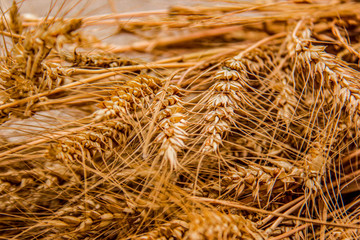 A sheaf of barley spikelets lying on the table. Harvest. August. Wall murals.