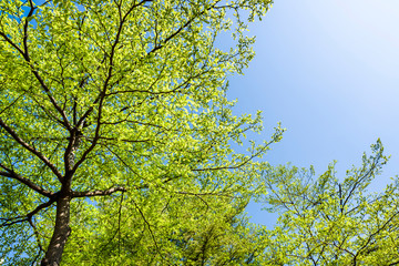 low angle view of green trees with the blue sky background