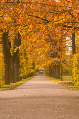 Romantic tree alley in city park. natural autumn background