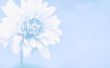 Obraz premium A soft artistic image with a beautiful large flower on a tinted blue blurred background.