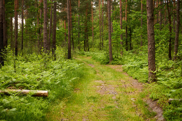 leśna wiosenna ścieżka