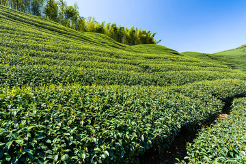 Beautiful tea plantation landscape on the mountaintop of Nantou, Taiwan.