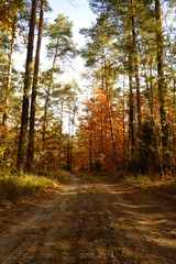 jesienna leśna ścieżka