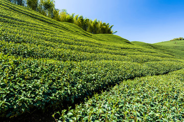 Fototapeta na wymiar tea plantation in the mountaintop at Nantou, Taiwan.