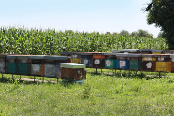 Many colorful beehives in a row near a corn field on a sunny day
