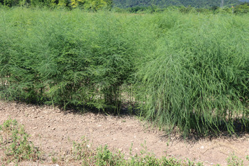Fototapeta na wymiar Asparagus plants growing in the field on summer. Asparagus cutlivation on a sunny day 