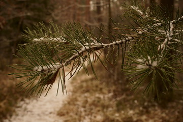 leśna zimowa ścieżka © Marcin Łazarczyk