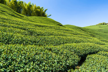 Beautiful tea plantation landscape on the mountaintop of Nantou, Taiwan.