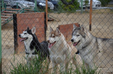 three siberian husky dog 