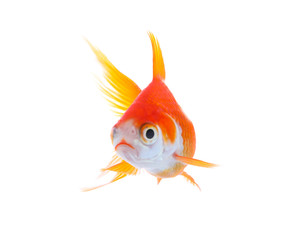 Beautiful bright small goldfish isolated on white