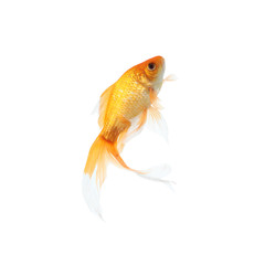 Fototapeta premium Beautiful bright small goldfish isolated on white
