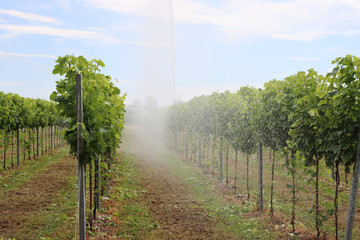 Fototapeta na wymiar Water irrigation system in function on a green vineyard on summer season in the italian countryside