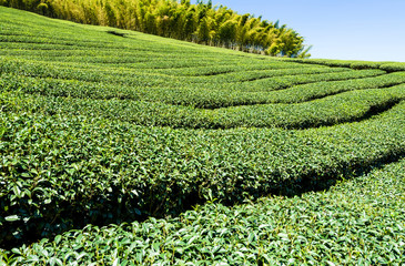 Fototapeta na wymiar tea plantation in the mountaintop at Nantou, Taiwan.