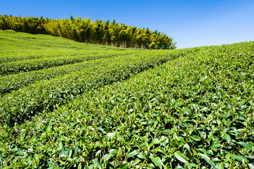 Fototapeta na wymiar Beautiful tea plantation landscape on the mountaintop of Nantou, Taiwan.
