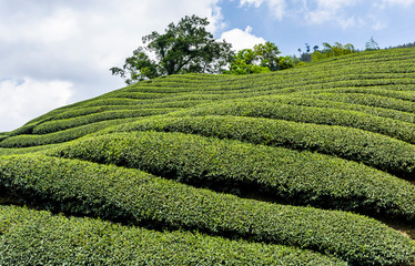 tea plantation in the mountaintop at Nantou, Taiwan.