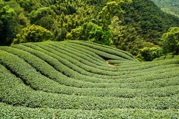 Beautiful tea plantation landscape on the mountaintop of Nantou, Taiwan.