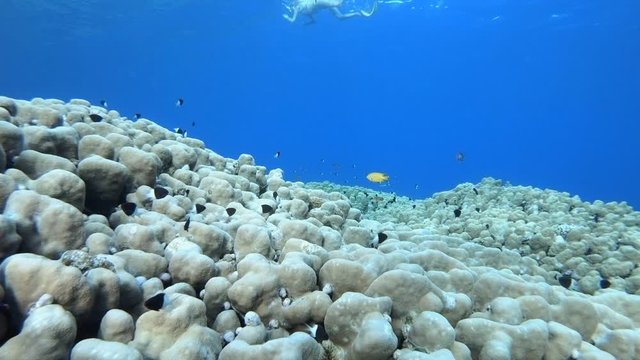 Tropical Blue Water and A Snorkler. Underwater sea fish. Tropical reef marine. Colourful underwater seascape. Soft-hard corals seascape. Reef coral scene. Coral garden. Underwater ambience coral reefs