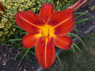 Fototapeta premium Beautifully blooming red flower in the garden - Poland, Oborniki 