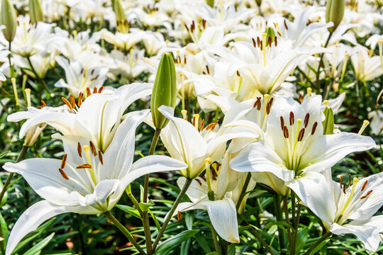 white lily flowers in the garden, lily joop flowers, lilium oriental joop.