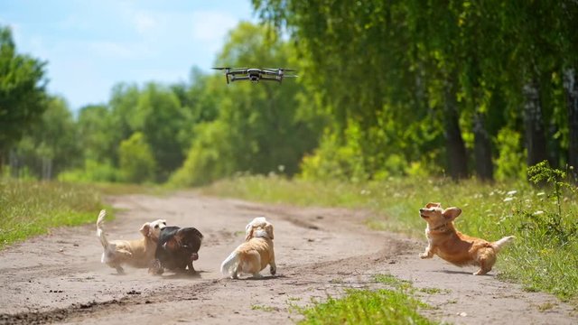 Dogs jumping outdoors. Funny pets bark on the drone flying in the air and try to catch it. Group of pedigree dogs playing in nature.