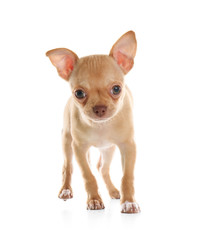 Cute Chihuahua puppy on white background. Baby animal