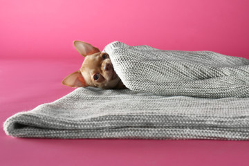 Cute Chihuahua puppy wrapped in blanket on pink background. Baby animal