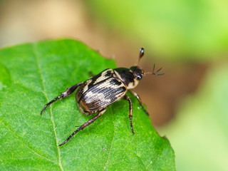 セマダラコガネ