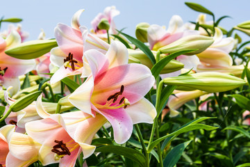 Pink lily flower in the garden, Lily joop flowers, Lilium oriental joop.