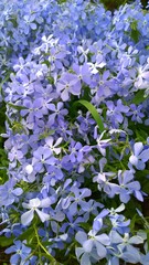 Moss creeping Phlox subulata. Beautiful small five-petaled flowers bloom mauve, pink, lavender purple color. Flowering plant. Carpet of colour during spring and early summer. Gardening background. © NVS my world