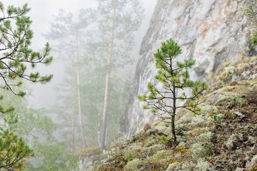 Young pine tree on steep slope and mountain ridge. Thick morning fog in forest in mountains.