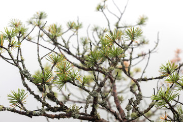 Close up of branches of pine tree in thick morning mist in highlands