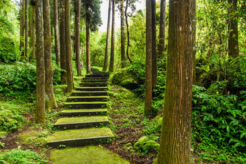 Obraz premium Stone stair footpath through the forest of Xitou Nature Education Area in Nantou, Taiwan.