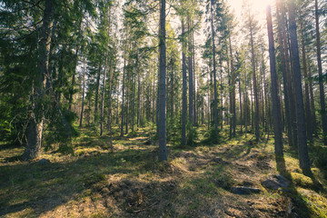 morning in the forest