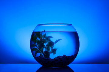 Round fish bowl with water, decorative plant and pebbles on blue background