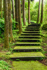 Fototapeta premium Stone stair footpath through the forest of Xitou Nature Education Area in Nantou, Taiwan.